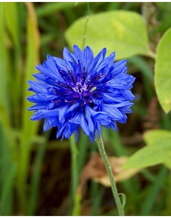 Centaurea cyanus