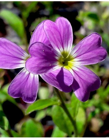 Cheiranthus maritimus 'Purple'