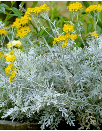 Cineraria maritima