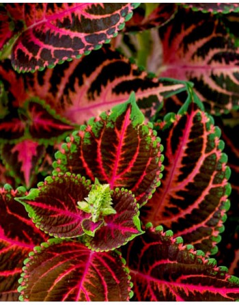 Coleus rainbow 'Mix'