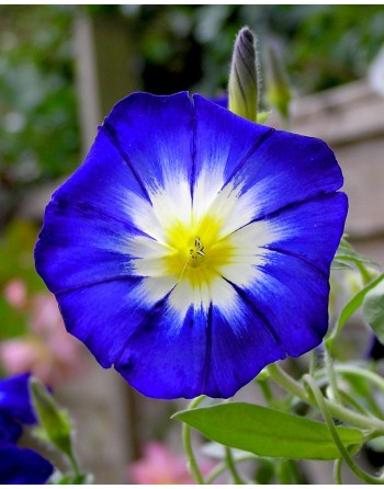 Convolvulus tricolor 'Blue'