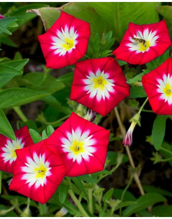 Convolvulus tricolor 'Red'