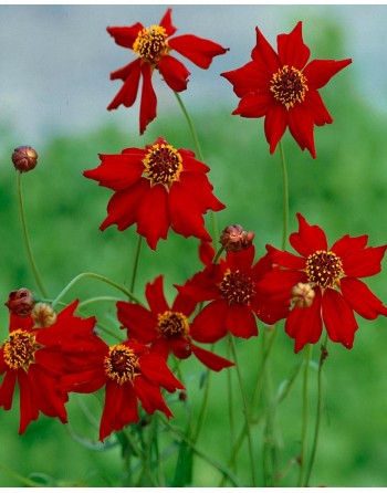Coreopsis amulet 'Red'