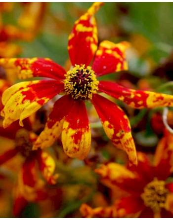 Coreopsis radiata 'Tigrina'
