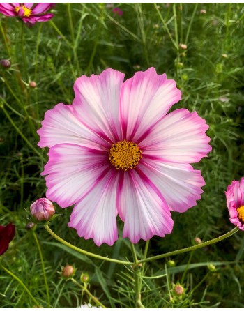 Cosmos bipinnatus 'Picotee'
