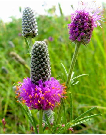 Dalea purpurea