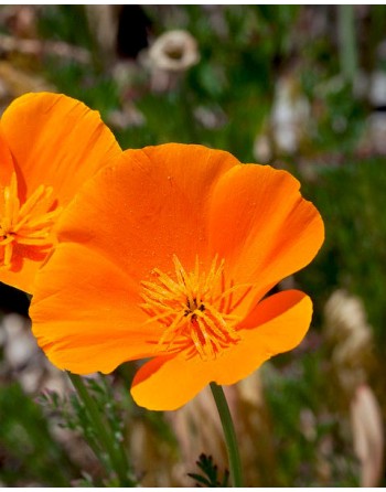 Eschscholzia californica