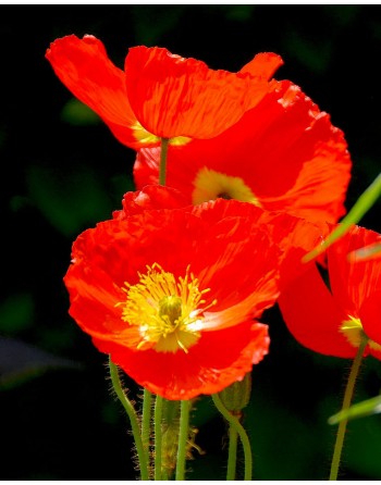 Eschscholzia californica...