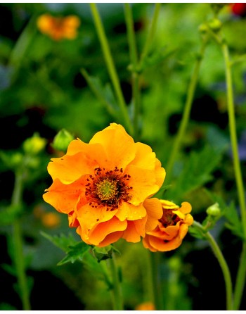 Geum chiloense 'Yellow'