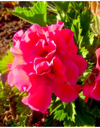 Godetia grandiflora 'Red'