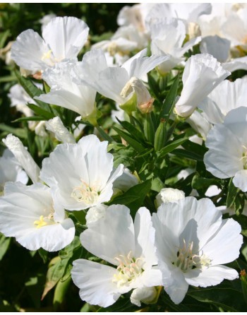 Godetia grandiflora...
