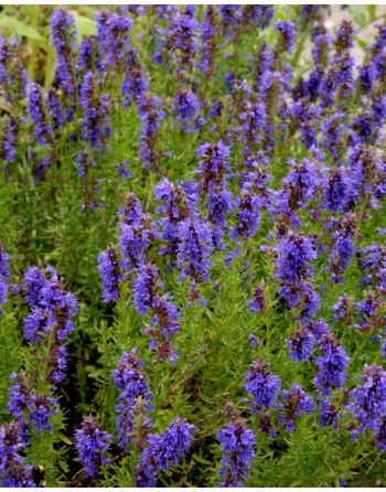 Hyssopus officinalis