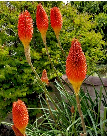Kniphofia uvaria