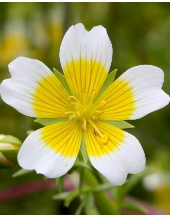 Limnanthes douglasii