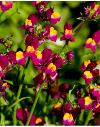 Linaria reticulata 'Spanish...