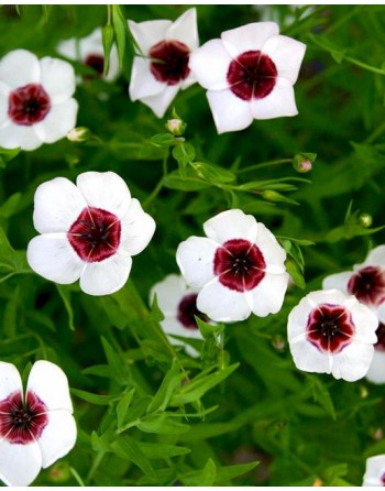 Linum grandiflorum 'Bright...