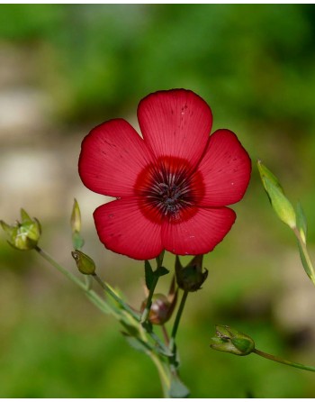 Linum grandiflorum 'Scarlet...