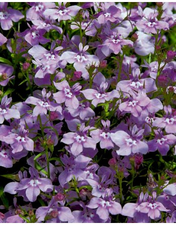 Lobelia erinus 'Twilight...