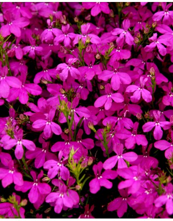 Lobelia rosamund