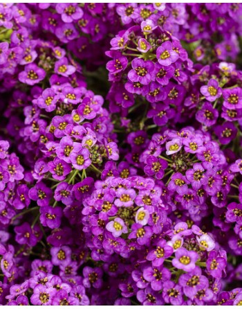Lobularia maritima 'Violet'