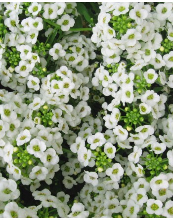 Lobularia maritima 'White'