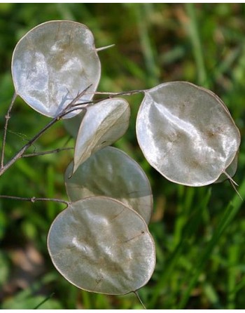 Lunaria annua