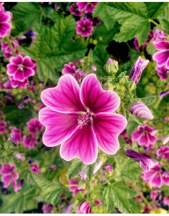Malva sylvestris 'Zebrina'