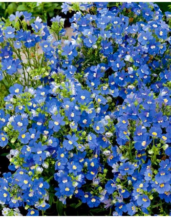 Nemesia strumosa 'Blue'