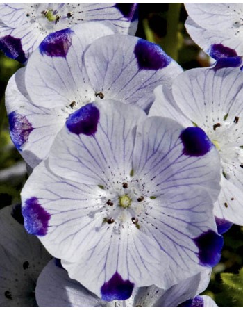 Nemophila maculata 'White -...