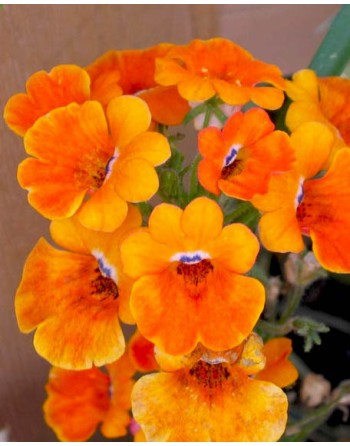 Nemesia strumosa 'Prince...