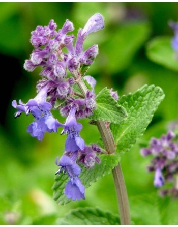 Nepeta mussinii