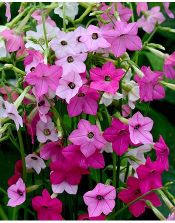 Nicotiana alata 'Nana'