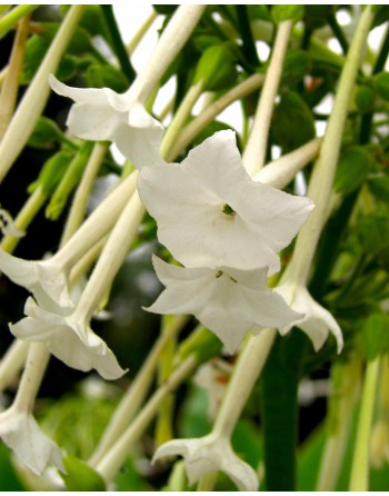 Nicotiana sylvestris