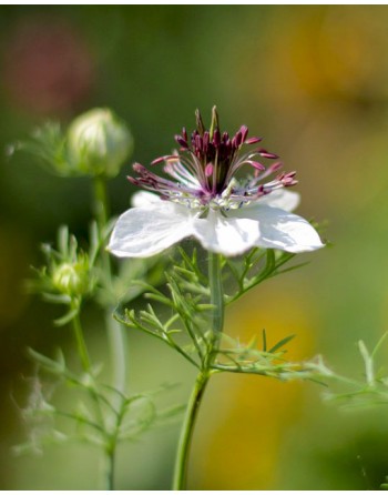 Nigella damascena 'African...