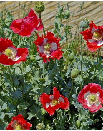 Papaver somniferum 'Danish...
