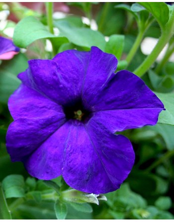 Petunia nana 'Compacta'
