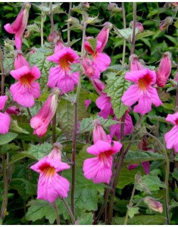 Rehmannia Angulata