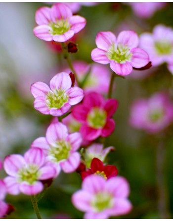 Saxifraga arendsii 'Rose'