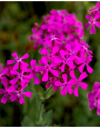 Silene armeria
