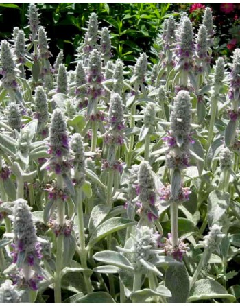 Stachys byzantina 'Lanata'