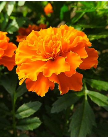 Tagetes patula 'Nana'
