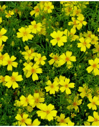 Tagetes tenuifolia 'Lemon'