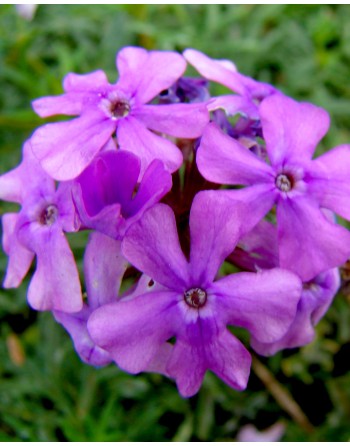 Verbena tenuisecta