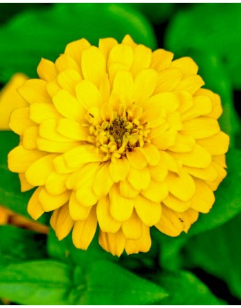 Zinnia elegans 'Golden'