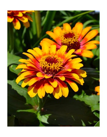 Zinnia haageana 'Old Mexico'