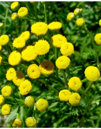 Chrysanthemum tanacetum