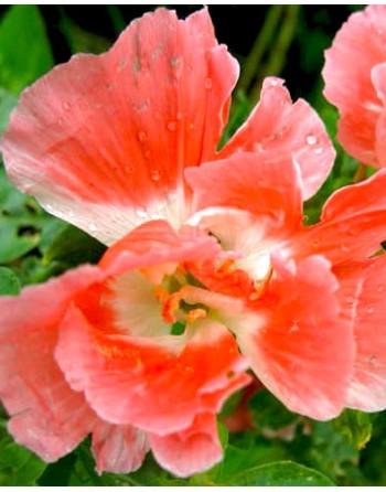 Godetia grandiflora 'Orange'