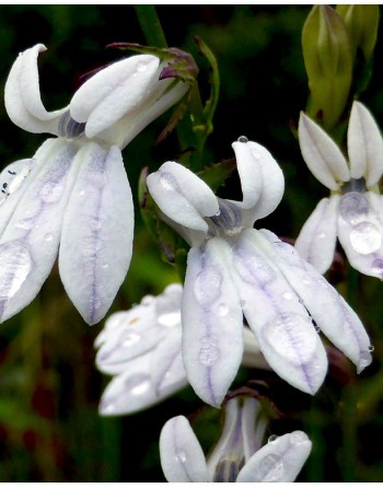 Lobelia pendula 'White'