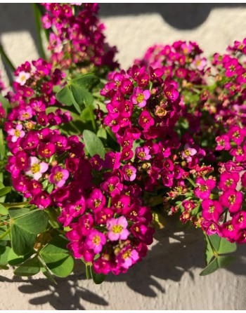 Lobularia maritima 'Rose'