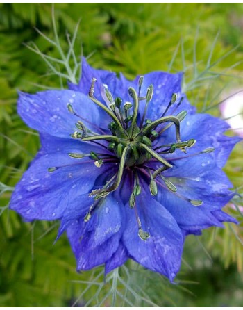 Nigella damascena 'Indigo...